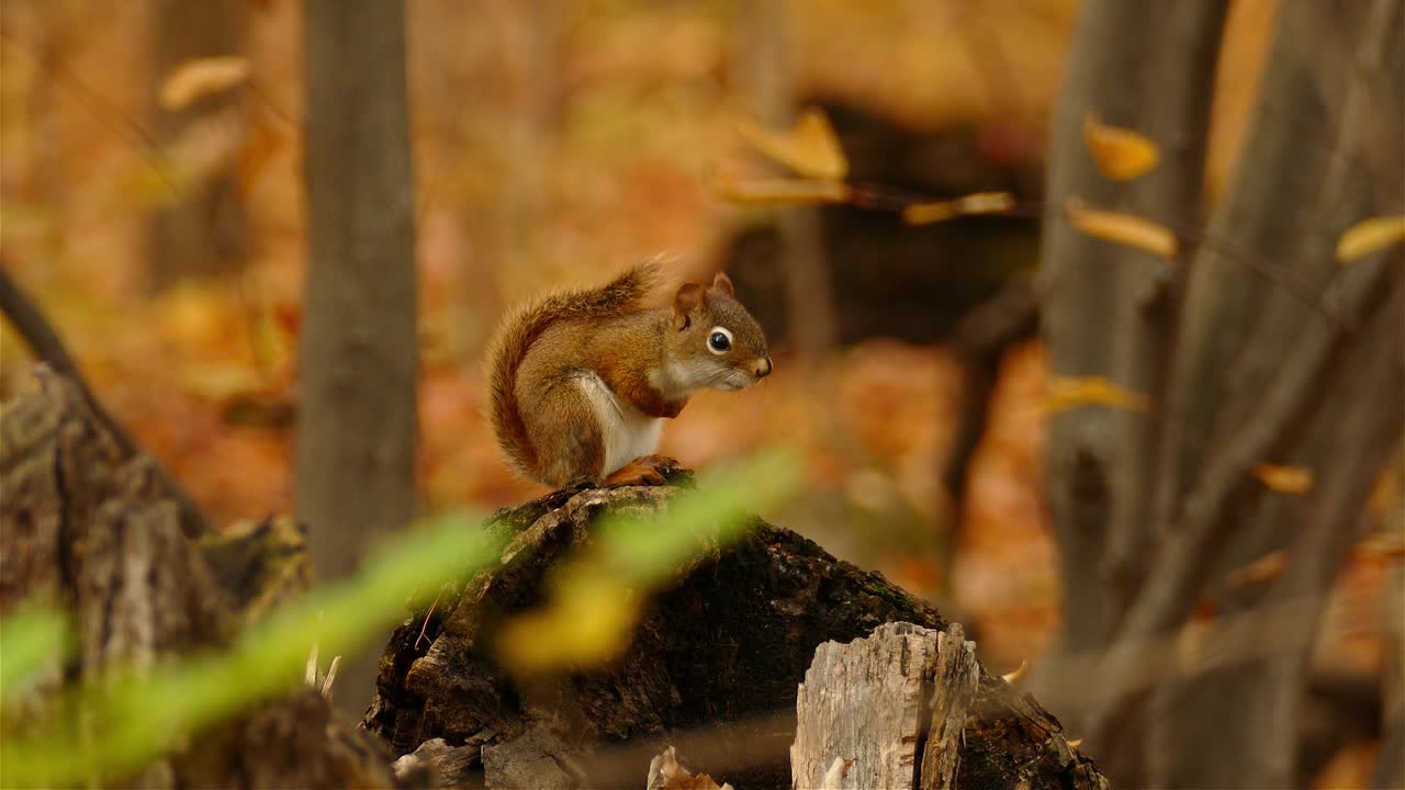 Primo piano del profilo di uno scoiattolo in piedi su un tronco nel suo habitat naturale, foresta autunnale