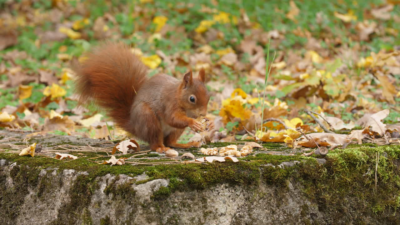 Red squirrel closeup finding a nut and jumps away in a quiet autumn forest colorful leaves wildlife natural trees environment soft sunlight