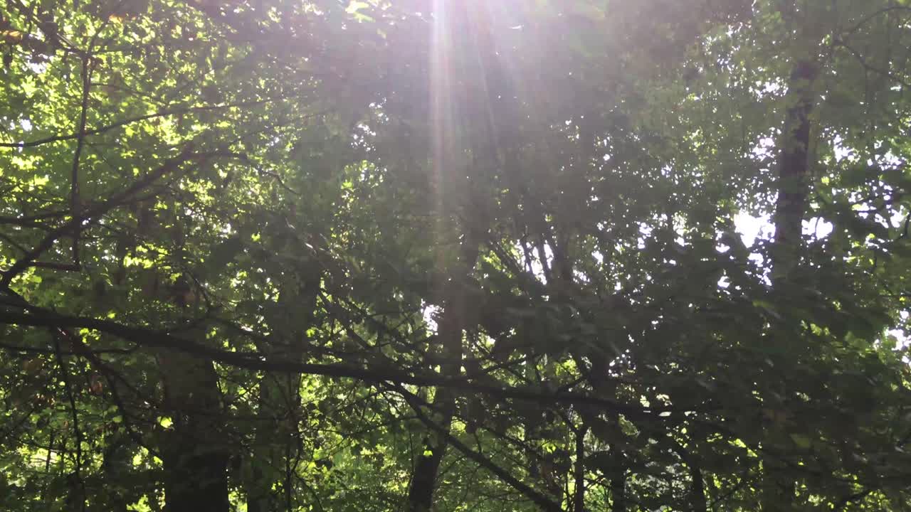 tilt up 숲에서 하늘을 향해