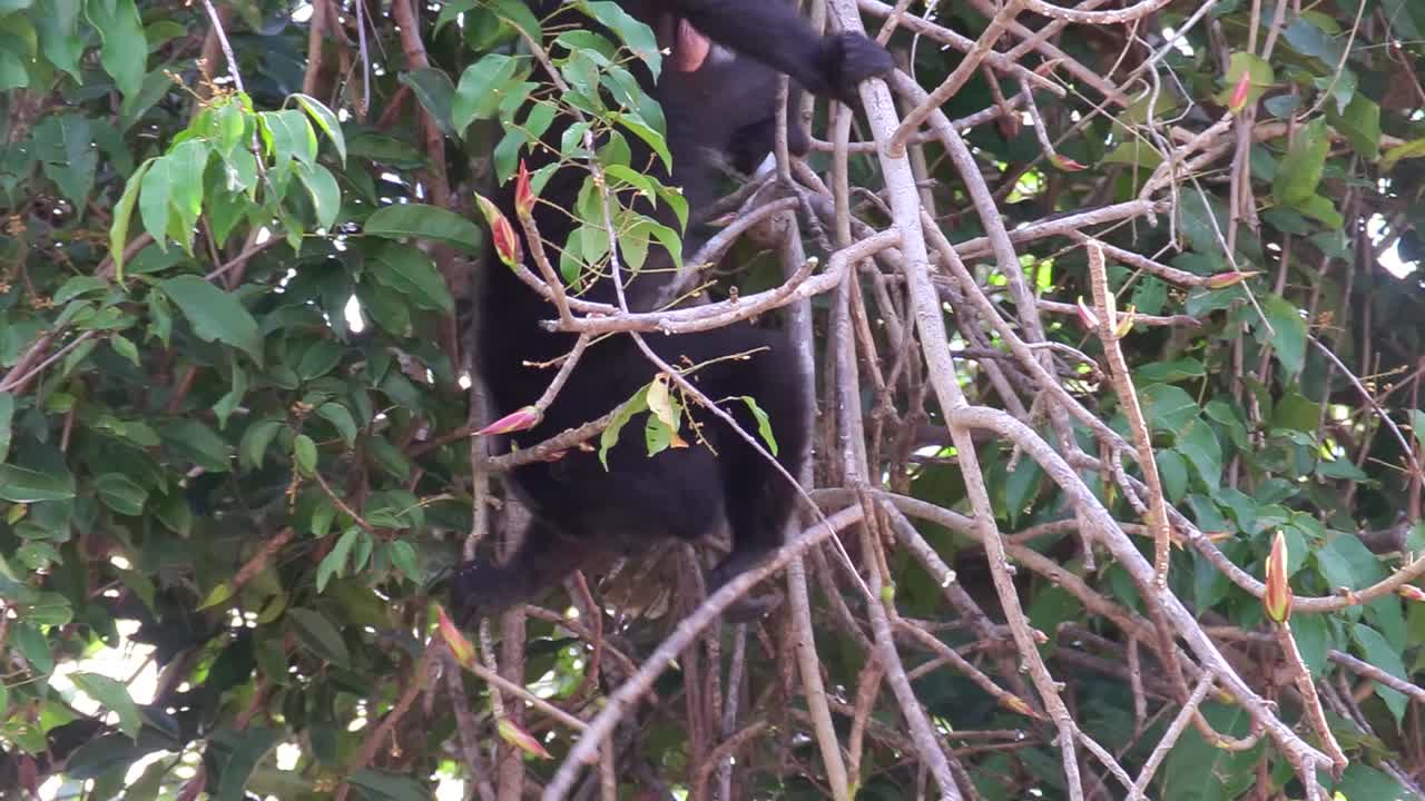 un mono aullador juega en las selvas del yucatán mexicano