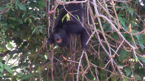 a howler monkey plays in the jungles of the mexican yucatan