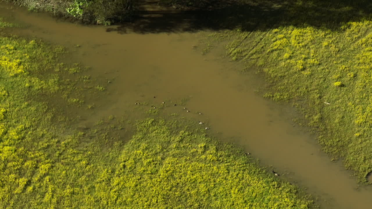 Shallow Wolf River With Moss In Collierville, Tennessee
