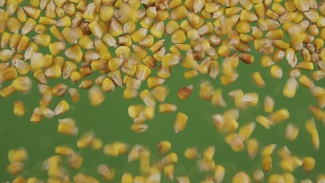 top view of falling down corn grains. the seeds fall and fill the green screen. grain background