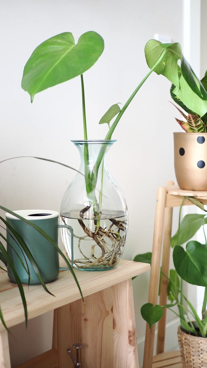 Monstera Plant Propagating in Water on a Wooden Shelf