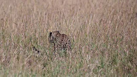 an african leopard searching for its prey at the maasai mara national reserve in kenya