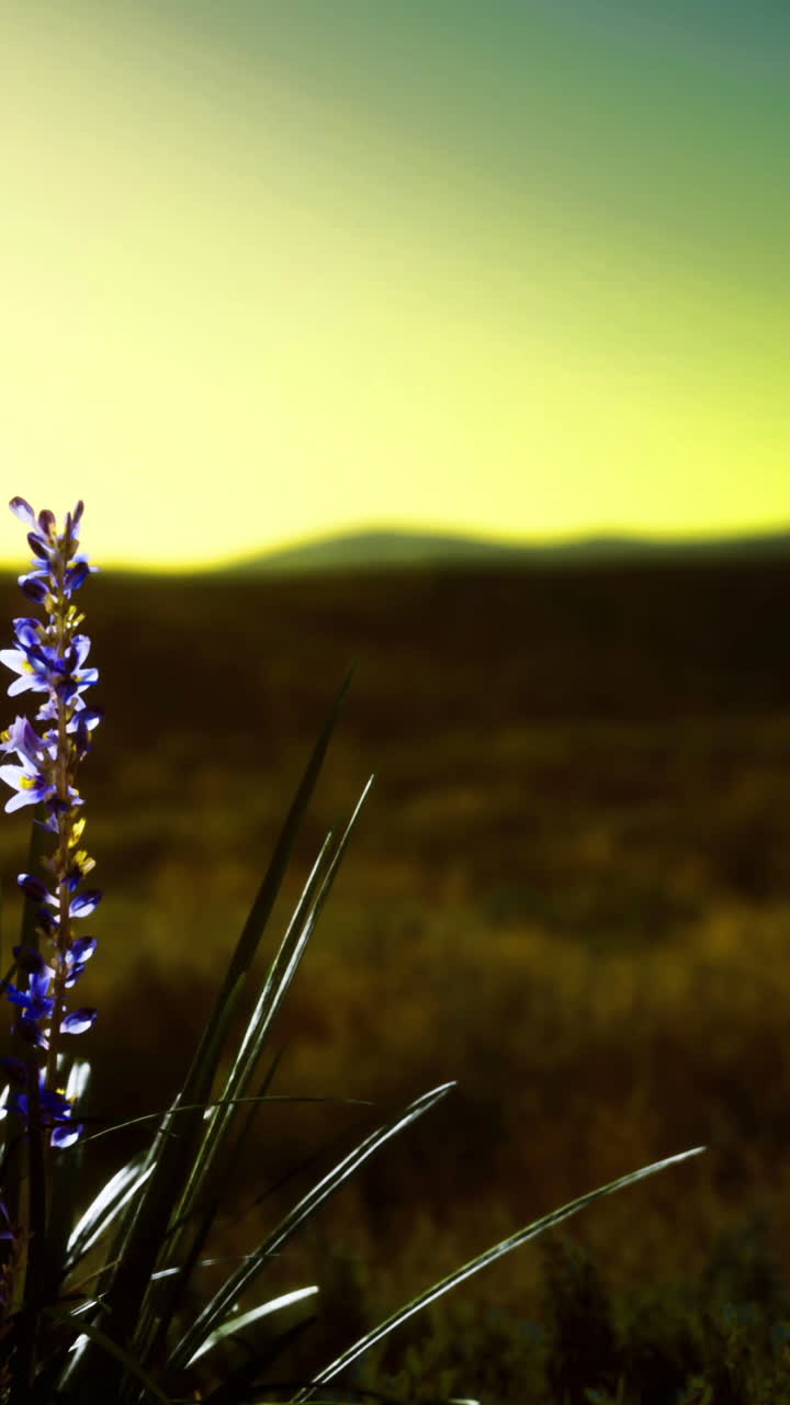 Colorful flowers bloom in a serene landscape during sunset