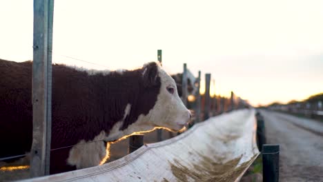 cow at a feed trough during sunset on a farm, golden hour light illuminating the scene, side view