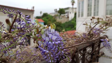 handheld purple flowers in the colorful streets of cerro alegre, valparaíso, chile