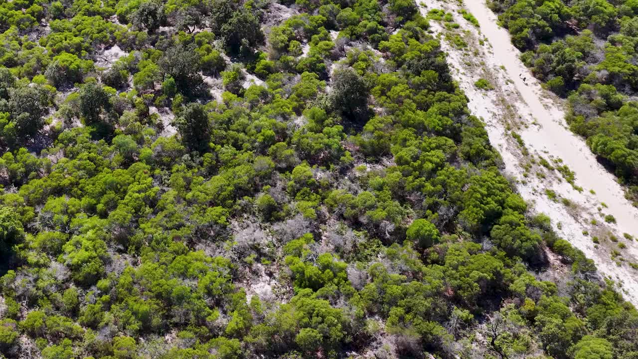Ripresa aerea dall’alto con drone che sorvola una lussureggiante macchia costiera e una strada sterrata sabbiosa