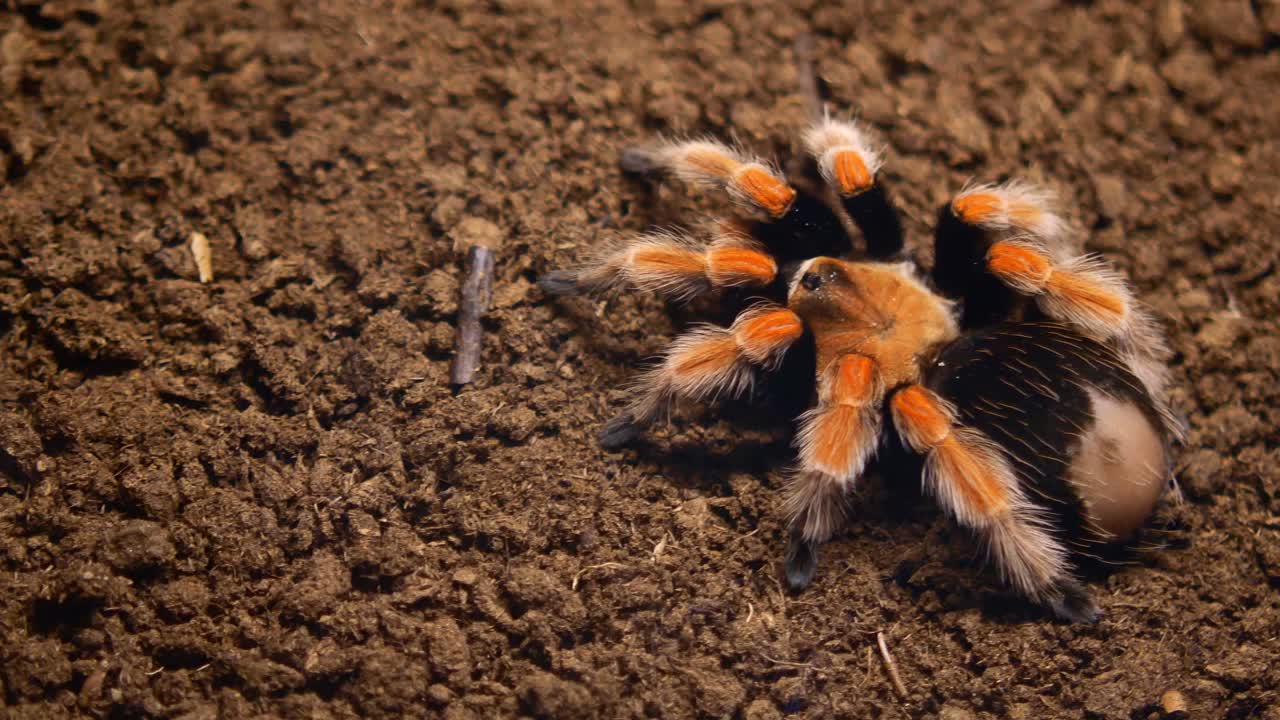 tarántula naranja y negra en el suelo