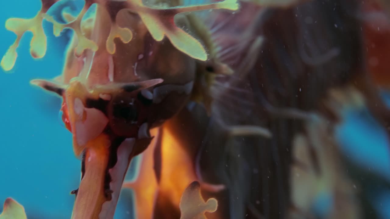 dragón de mar frondoso con huevos 4k cámara lenta sur de australia