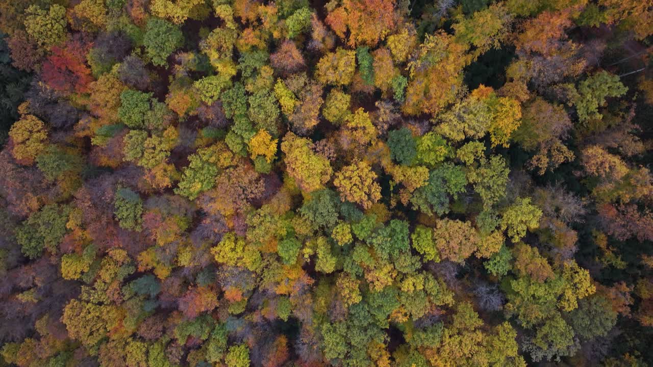 Aerial shot of an autumn forest with trees showing yellow and red leaves