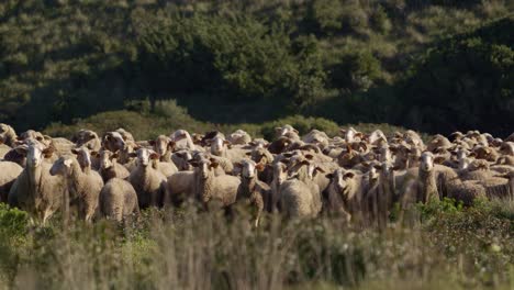 flock of sheep on pasture looking into camera, static cinematic view, golden hour colors