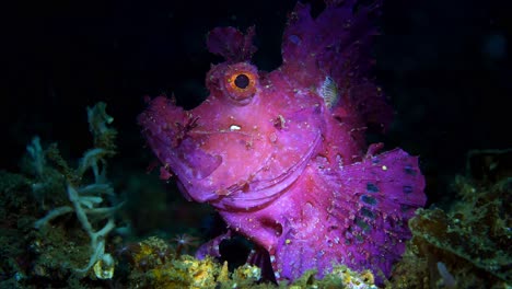 rhinopias frondosa purple weedy scorpionfish with parasite lembeh 4k 25fps