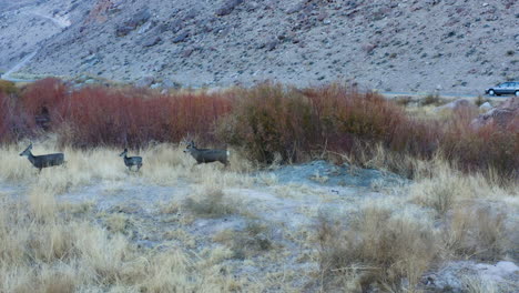 Aerial-View-Of-Group-Of-Deer-Moving-Across-Wild-Grassland