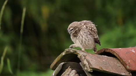 baby owl on a roof