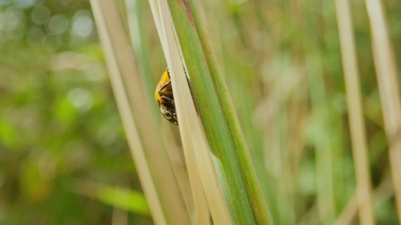 Ladybug perched on tall grass stem establishing natural insect detailed life feeding and crawling