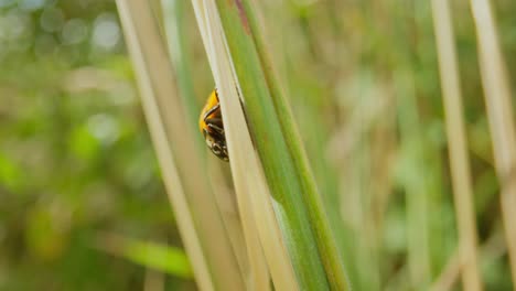 ladybug perched on tall grass stem establishing natural insect detailed life feeding and crawling