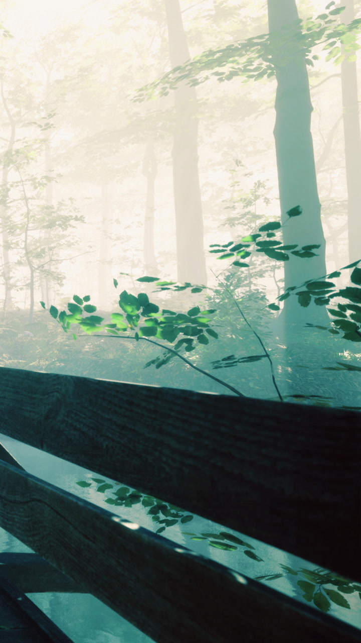 Mystical morning light filters through a serene forest landscape