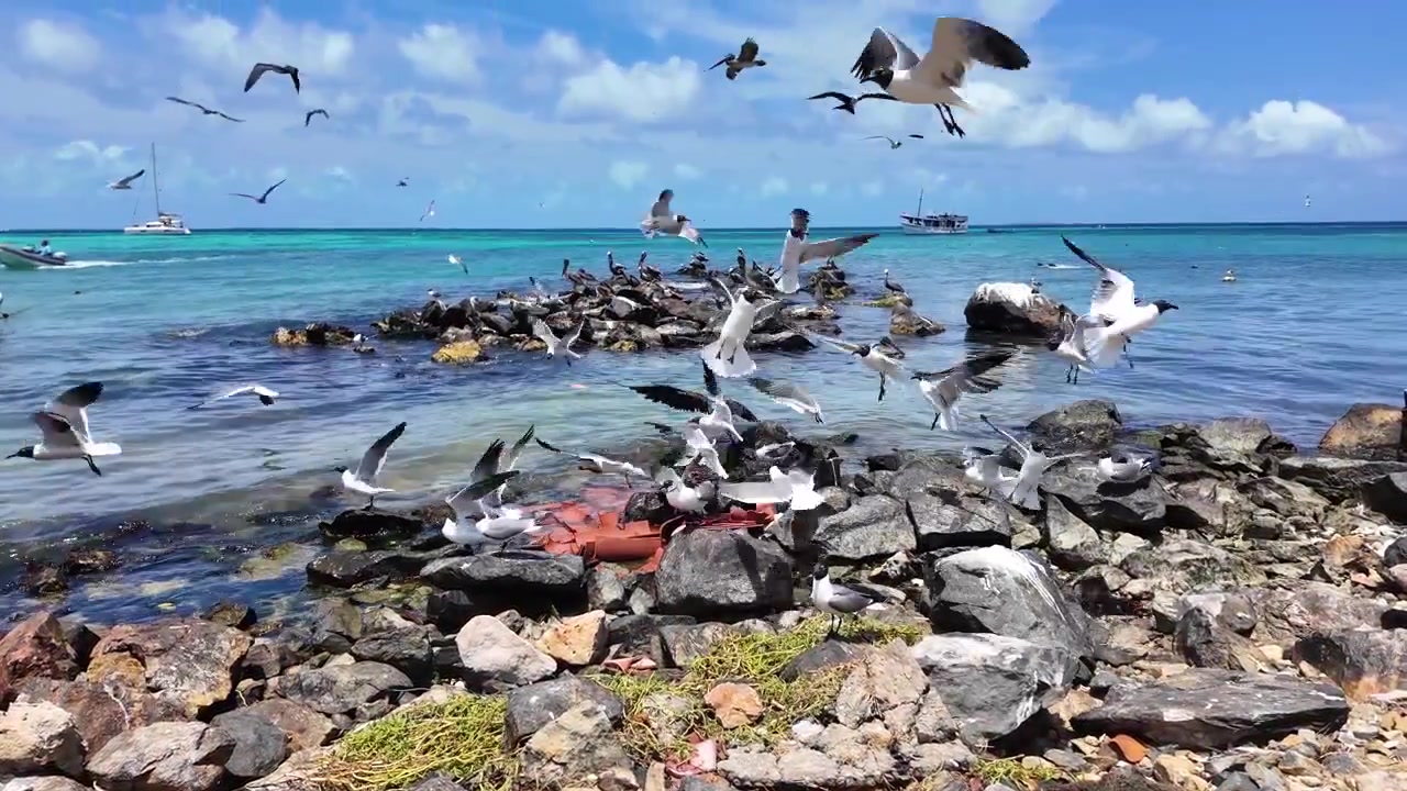 Scena vivace con numerosi gabbiani e uccelli marini (sula, gabbiani, pellicani) che atterrano e si alzano in volo su una costa rocciosa, circondata dalle acque cristalline e turchesi dei Caraibi.