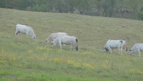 Grasen-Von-Weißen-Kühen,-Die-Auf-Einer-Ländlichen-Feldfarm-Bewirtschaftet-Werden