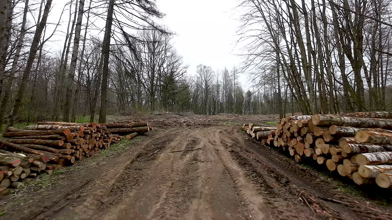 troncos de árboles cortados apilados en montones en bosques, warmia, polonia