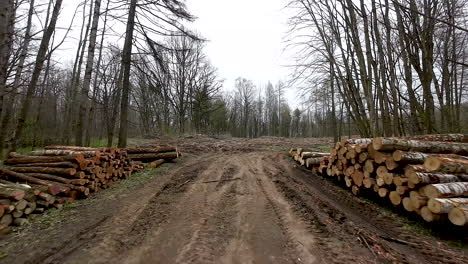 Felled-tree-logs-stacked-in-piles-in-woods,-Warmia,-Poland