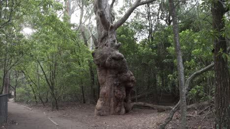 árbol cubierto con corteza sobresaliente cerca de fitzroy falls australia en el parque nacional kangaroo valley, tiro bloqueado