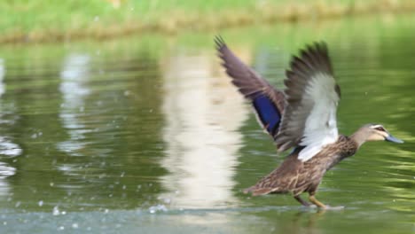 duck splashes into water and takes flight