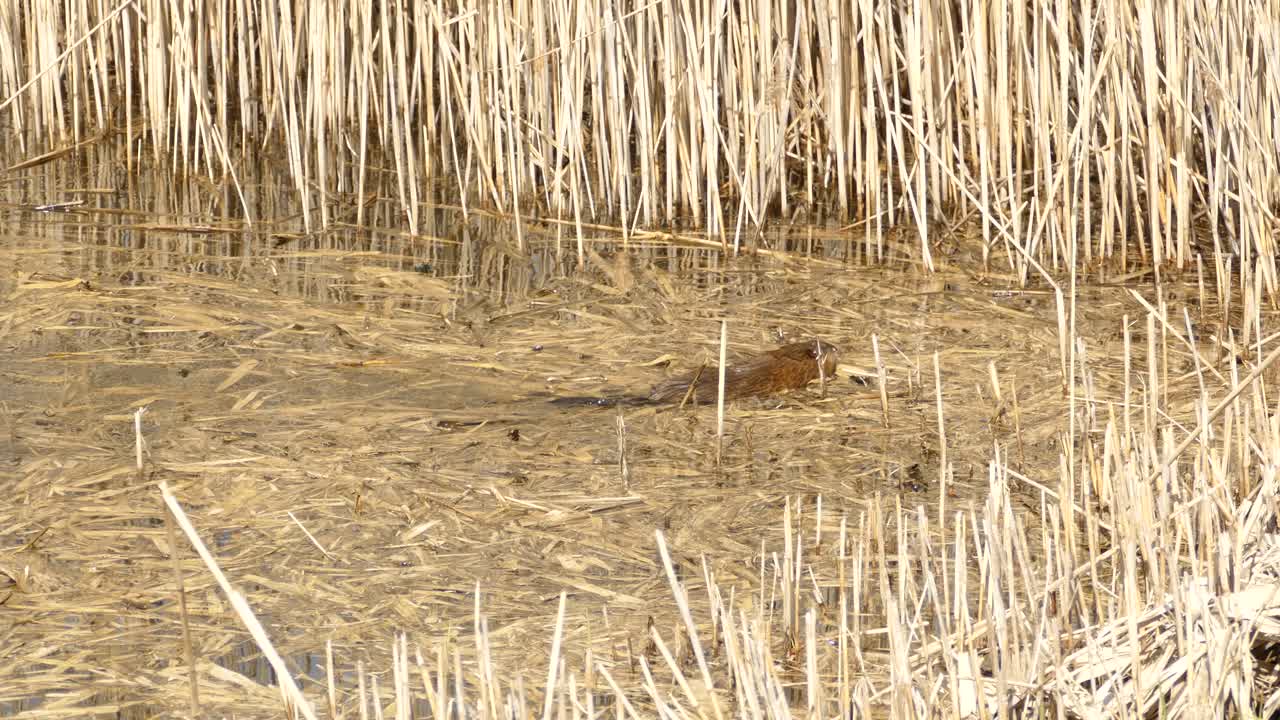 castor norteamericano nadando en un lago rodeado de cañas secas en el desierto canadiense