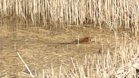 north american beaver swimming in lake surrounded by dry reeds in canadian wilderness