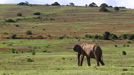 slow motion footage of lone elephant bull feeding on grass and walking slowly in greater kruger national park in south africa