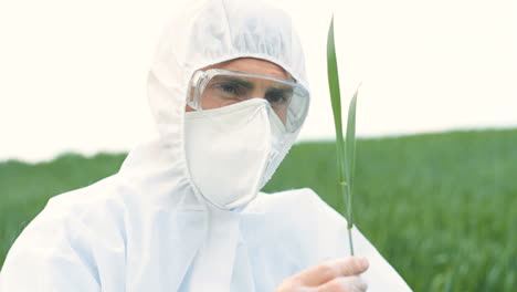 close-up view of caucasian researcher man in protective suit and goggles sitting on field and picking up herb of wheat