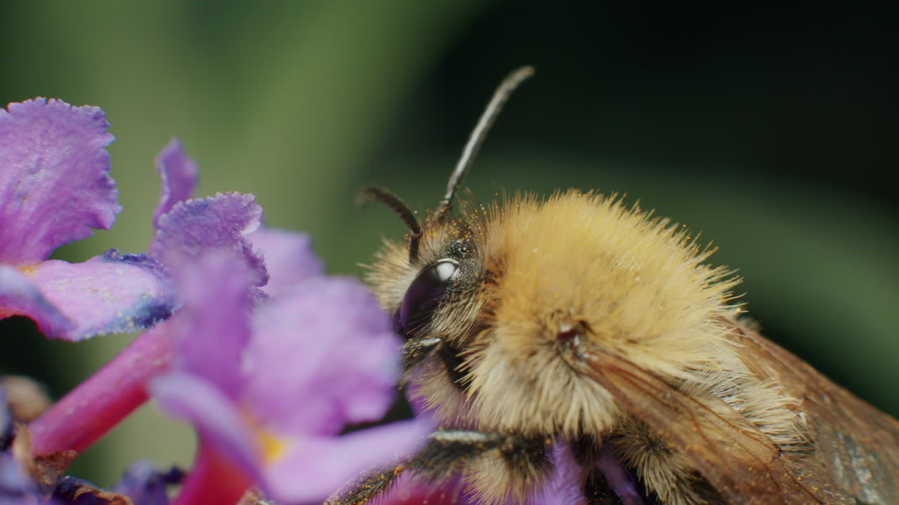 primer plano de un abejorro en una flor púrpura recogiendo néctar