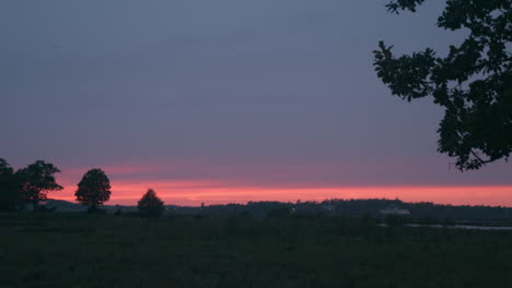 leaves falling infront of beautiful red sunset