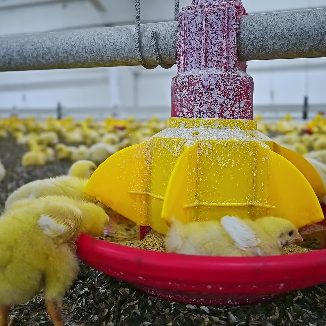 Chick breeding. Yellow animals eating in special trough on factory. Small chickens in the modern poultry farm. Close-up. Agriculture