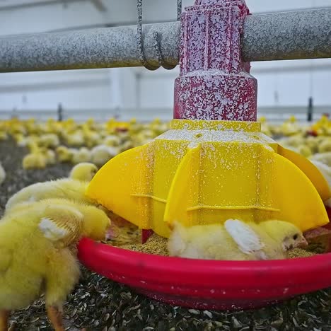 Chick breeding. Yellow animals eating in special trough on factory. Small chickens in the modern poultry farm. Close-up. Agriculture