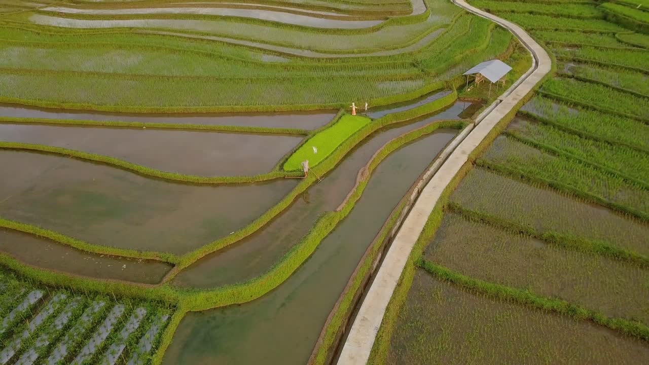 granjero caminando en un campo de arroz inundado en java central, indonesia durante la luz del sol - antena de vista superior