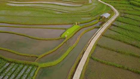 Farmer-walking-on-flooded-Rice-Field-in-Central-Java,Indonesia-during-sunlight---Top-view-aerial