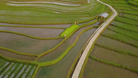 Granjero-Caminando-En-Un-Campo-De-Arroz-Inundado-En-Java-Central,-Indonesia-Durante-La-Luz-Del-Sol---Antena-De-Vista-Superior