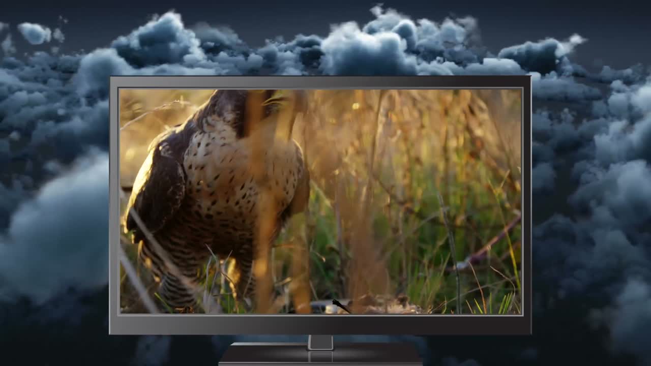 animación digital de tableta digital que muestra un pájaro depredador comiendo la presa en el bosque 4k