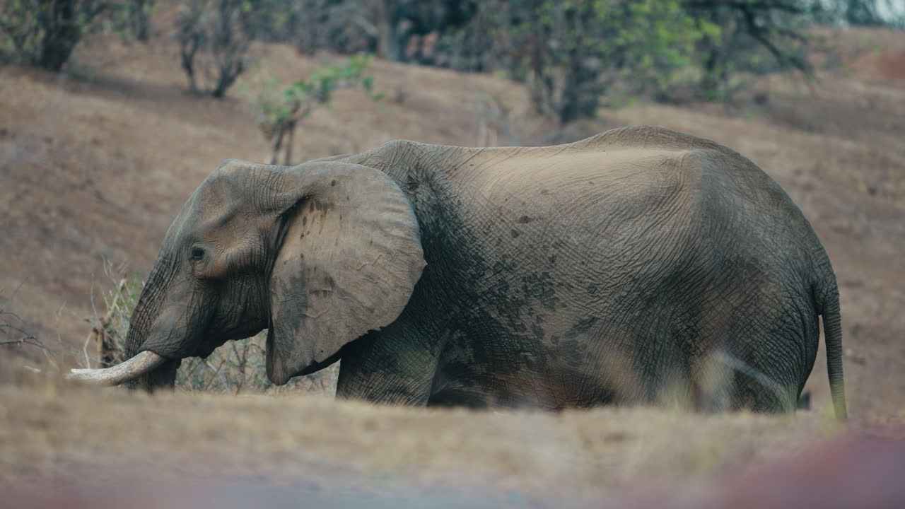An elephant feeds in Gonarezhou National Park, Zimbabwe, partially hidden by foreground vegetation. Captured at a low angle with a telephoto lens part 2