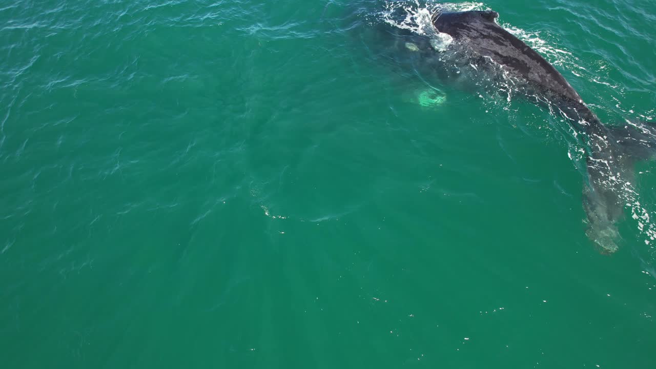 Humpback Whale Mother And Calf Swimming In Ocean In New South Wales, Australia - Drone Shot