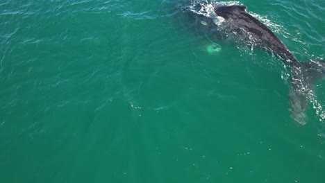 humpback whale mother and calf swimming in ocean in new south wales, australia - drone shot
