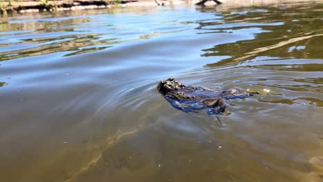 un sapo occidental nadando por el agua, toma un descanso, luego nada de nuevo