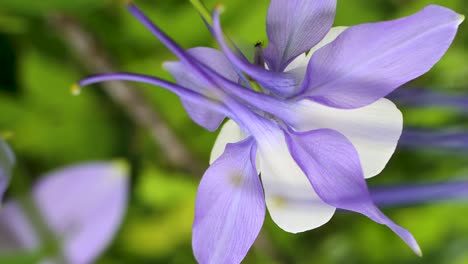 foto macro de la delicada columbine de las montañas rocosas