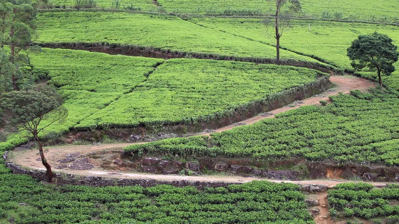 Stationary road through a tea plantation in Sri Lanka