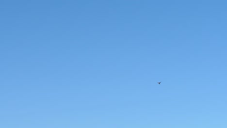 lark flying in frame in slow motion distant