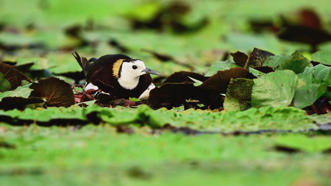 Uno splendido videoclip sulla fauna selvatica cattura una jacana dalla coda di fagiano nel suo sorprendente piumaggio nuziale, seduta tranquillamente a covare le sue uova su un delicato nido galleggiante