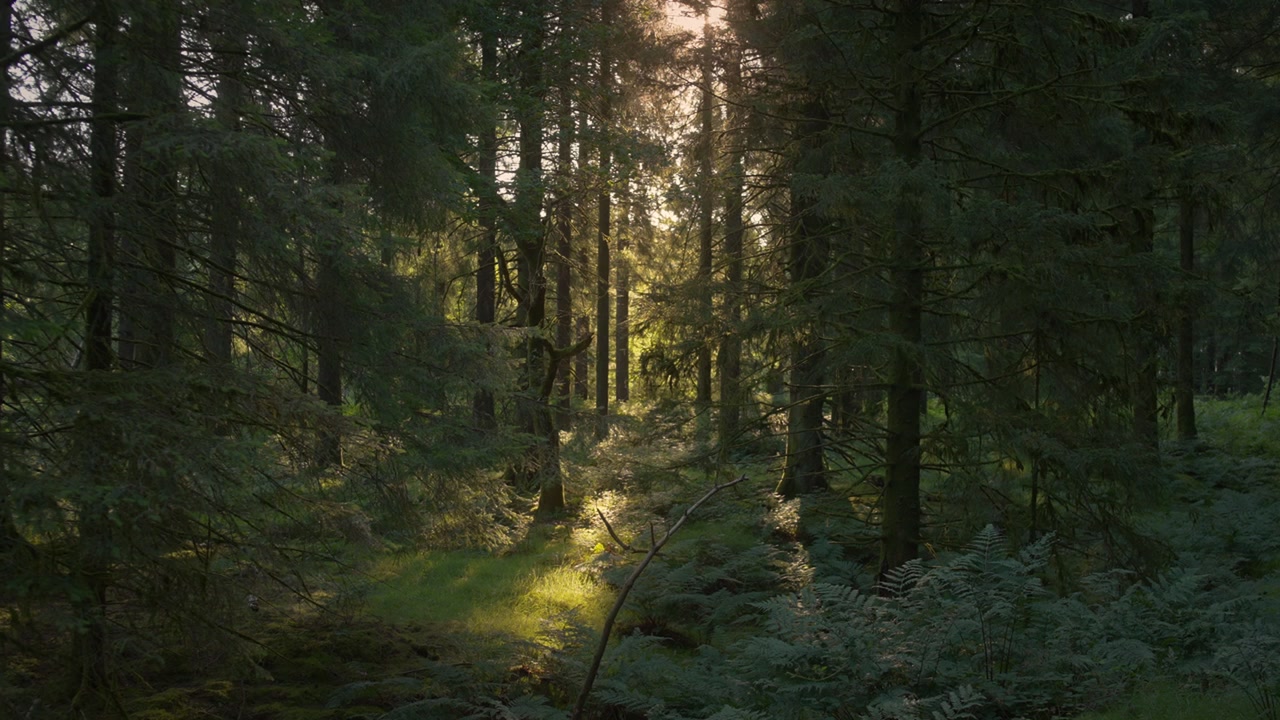 Soft Morning Glow Through Trees and Fern Floor 4K Low early light seeps between tall spruce trunks onto a fern filled floor in Forest.